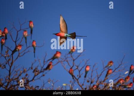 Südkarminen-Biene-Esser (Merops nubicoides) mit Herde auf einem Baum im Hintergrund fliegen. Sambesi River in Namibia Stockfoto