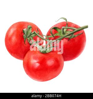 Cherry Tomatoes Aquarell isoliert auf weißem Hintergrund Stockfoto