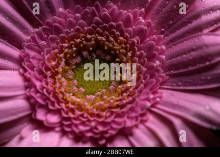 Rosa Gerbera-Blume isoliert auf schwarzem Grund Stockfoto