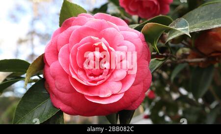 Rosa Blume blüht im Springreiten Stockfoto