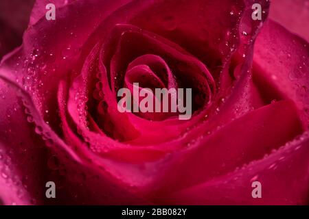 Rosa Rosenblume isoliert auf schwarzem Grund Stockfoto