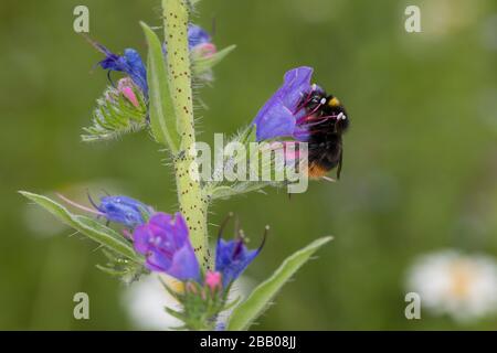 Wiesenhummel, Wiesen-Hummel, Hummel, Weibchen, Blütenbesuch an Natternkopf, Natternzunge, Echium vulgare, Bombus pratorum, Pyrobombus pratorum, früh Stockfoto