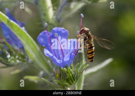 Hain-Schwebfliege, Weibchen, Tümpelpollen mit Saugrüssel vom Staubblatt, Blütenbesuch an Natternkopf, Echium vulgare, gemeine Winterschlebfliege, wint Stockfoto