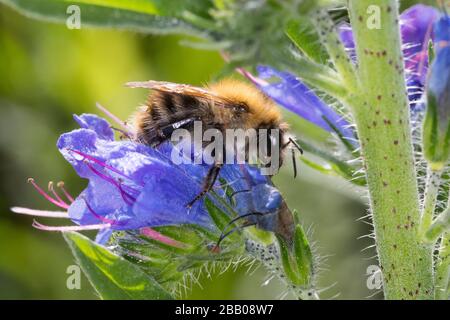 Ackerhummel, Acker-Hummel, Hummel, Weibchen, Blütenbesuch an Natternkopf, Natternzunge, Echium vulgare, Bombus pascuorum, Bombus agrorum, Megabombus p Stockfoto