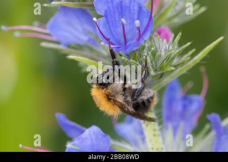 Ackerhummel, Acker-Hummel, Hummel, Weibchen, Blütenbesuch an Natternkopf, Natternzunge, Echium vulgare, Bombus pascuorum, Bombus agrorum, Megabombus p Stockfoto