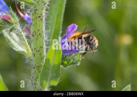 Ackerhummel, Acker-Hummel, Hummel, Weibchen, Blütenbesuch an Natternkopf, Natternzunge, Echium vulgare, Bombus pascuorum, Bombus agrorum, Megabombus p Stockfoto