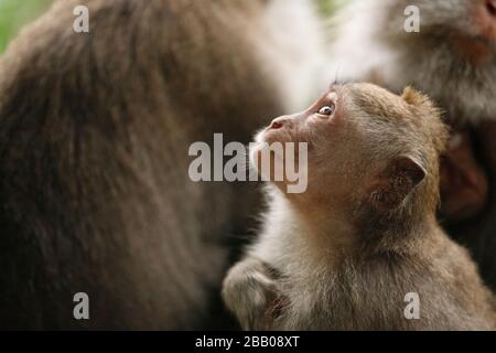 Der kleine Affe blickt nach oben. Heiliger Affenwald, Ubud, Indonesien Stockfoto