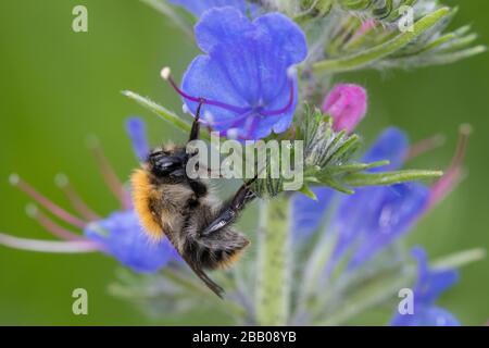 Ackerhummel, Acker-Hummel, Hummel, Weibchen, Blütenbesuch an Natternkopf, Natternzunge, Echium vulgare, Bombus pascuorum, Bombus agrorum, Megabombus p Stockfoto