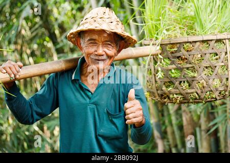 Bali, Indonesien - 2. März 2020: Älterer idonesischer Bauer auf Bali, der auf seinem Reisfeld arbeitet Stockfoto