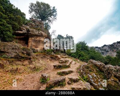 Weg nach Cala Goloritzé, der zum berühmten Strand führt. Auf dem Weg gibt es eine Reihe majestätischer und uralter Steineichen. Stockfoto
