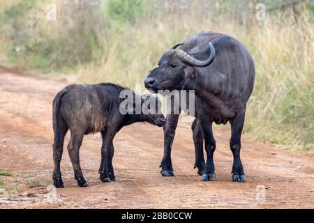 Cape Buffalo, Syncerus Caffer, Mutter und Kalb auf einer Feldstraße im Nairobi National Park, Kenia. Stockfoto