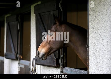 Kauto Star, fünf Mal Gewinner des King George VI Steeple Chase Stockfoto