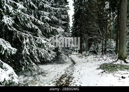 Pfad im verschneiten Kiefernwald Stockfoto