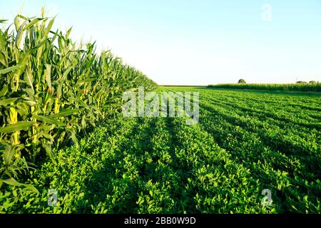 Die Erdnüsse und Mais, die auf den Feldern wachsen Stockfoto