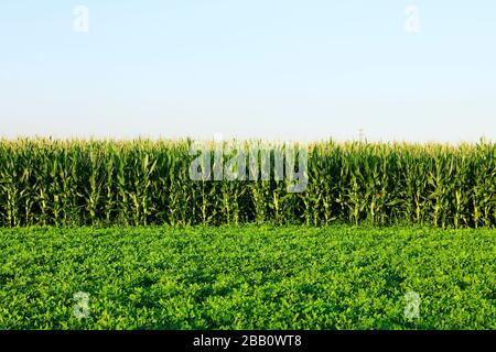 Die Erdnüsse und Mais, die auf den Feldern wachsen Stockfoto