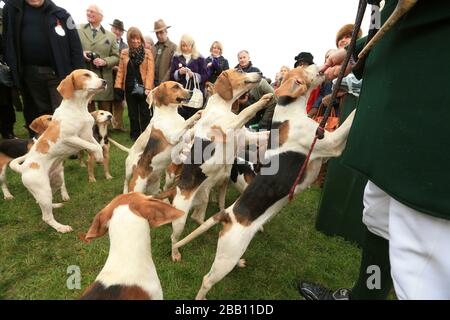 Ein Blick auf die Bagles auf dem Rasen der Mitglieder vor der Arkle-Tribüne auf der Cheltenham Racecourse Stockfoto