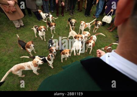 Ein Blick auf die Bagles auf dem Rasen der Mitglieder vor der Arkle-Tribüne auf der Cheltenham Racecourse Stockfoto