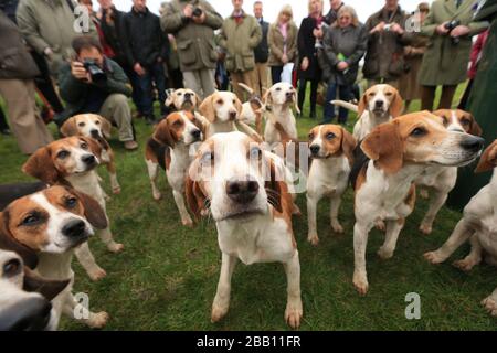 Ein Blick auf die Bagles auf dem Rasen der Mitglieder vor der Arkle-Tribüne auf der Cheltenham Racecourse Stockfoto