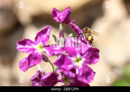 Nahaufnahme Frühlings-Honigbiene sammeln Pollen über violetter Blüte, Bestäubungsökosystem Stockfoto