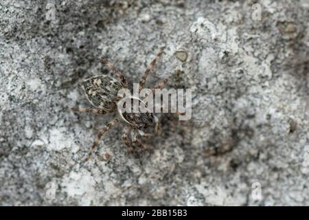 spider, die in einer städtischen Umgebung auf eine Wand schauen oder Beute machen Stockfoto