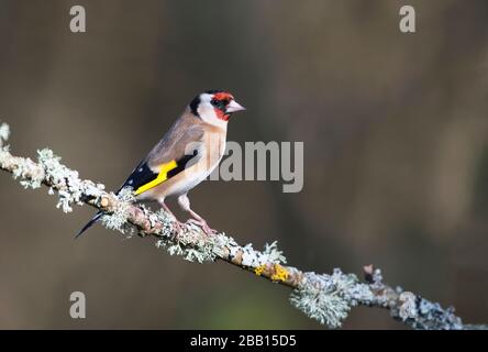 Europäischer Goldfinch (Carduelis carduelis) auf einem Fleck-verkrusteten Perch Stockfoto