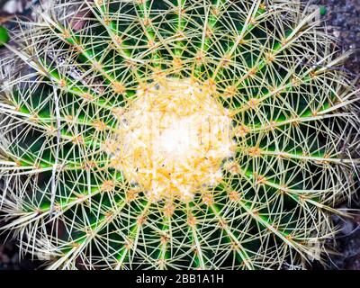 goldballkaktus (Echinocactus grusonii) Stockfoto