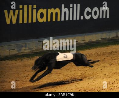 Yassoo Kitty gewinnt William Hill Laden Sie die App 480 Ladies herunter. Stockfoto