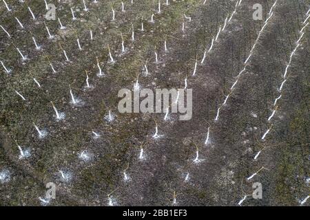 Apfelgarten im Frühjahr der Blick von oben Stockfoto