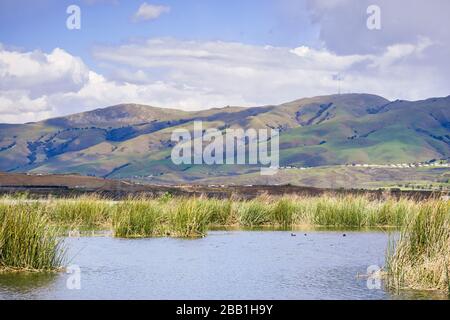 Feuchtgebiete in der South San Francisco Bay Area an einem schönen Frühlingstag; Mission Peak und Monument Peak in den Diablo Range Bergen im Backgr Stockfoto