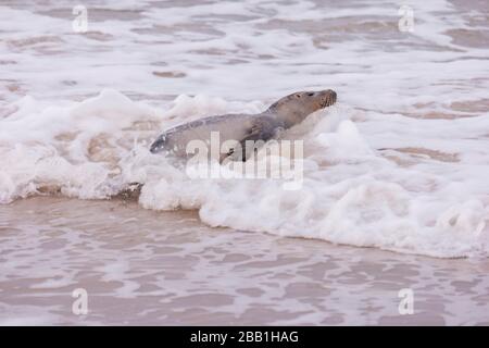 Dichtung am Strand von Amrum in Deutschland Stockfoto