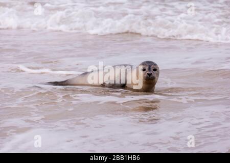 Dichtung am Strand von Amrum in Deutschland Stockfoto