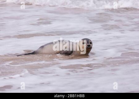 Dichtung am Strand von Amrum in Deutschland Stockfoto