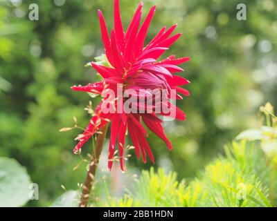 Dahlien nach dem Regen. Rote Blumenblätter mit kleinen Wassertropfen. Nahaufnahme. Stockfoto