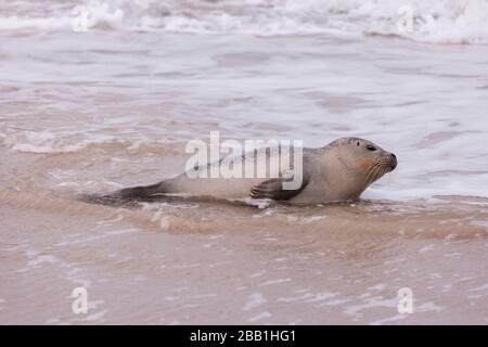 Dichtung am Strand von Amrum in Deutschland Stockfoto