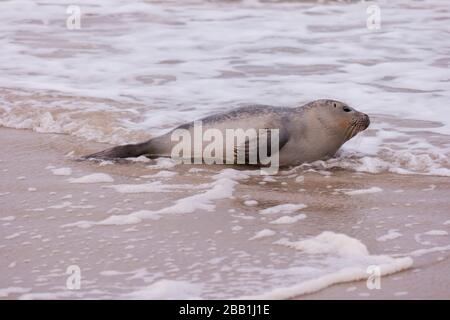 Dichtung am Strand von Amrum in Deutschland Stockfoto