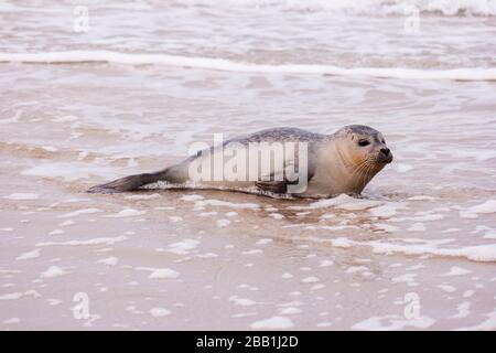 Dichtung am Strand von Amrum in Deutschland Stockfoto