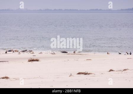 Robben und Vögel am nordfriesischen Inselstrand von Amrum in Deutschland Stockfoto