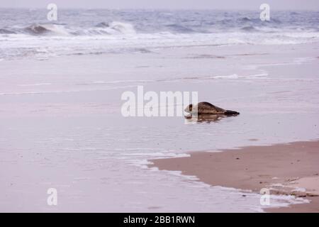 Dichtung am Strand von Amrum in Deutschland Stockfoto