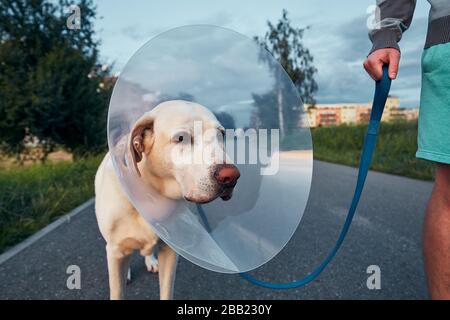 Hausbesitzer mit seinem alten Hund nach der Operation. Labrador Retriever trägt auf dem Spaziergang einen medizinischen Schutzkragen. Stockfoto