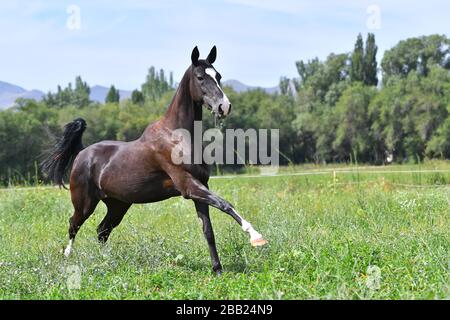 Schwarze, reinrassige akhal Teke züchten Pferd, das im Galopp frei auf dem Feld läuft. Tier in Bewegung. Stockfoto