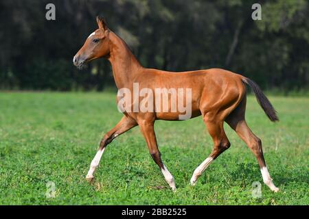 bay-akhal-Teke brütet Fohlen mit vier weißen Beinen, die im Sommer auf dem grünen Feld herumlaufen. Stockfoto