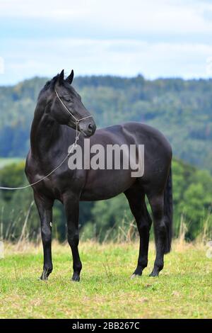 Schwarzes hannoversches Pferd im Schauhalter stehend auf dem Feld und wegblickend. Tierporträt. Stockfoto