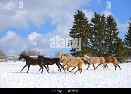 Herde von akhal Teke züchten junge Pferde, die nebeneinander im Schnee laufen. Horizontal, Seitenansicht, Gruppenfoto. Stockfoto