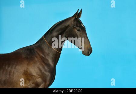 Dunkelbucht akhal Teke Rassehorse steht in Show-Halter vor türkisblauem Hintergrund. Tierporträt. Innenfotokonzept. Stockfoto