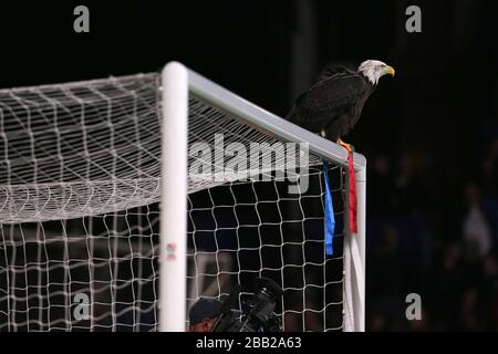 Crystal Palace Maskottchen Kayla The Eagle vor dem Anpfiff Stockfoto