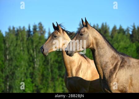 Zwei buckskinde akhal Teke-Pferde auf der Weide im Sommer. Tierporträt. Stockfoto