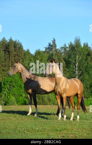 Zwei buckskinde akhal Teke-Pferde auf der Weide im Sommer. Tierporträt. Stockfoto