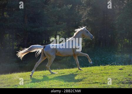 Dreckiger Kremello akhal Teke brütet Hengst, der im Galopp auf dem Feld im Gegenlicht läuft. Stockfoto