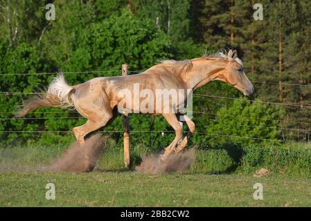 Palomino akhal Teke züchtet Pferd, das im Fahrerlager läuft und Staubwolken erzeugt. Tier in Bewegung. Stockfoto