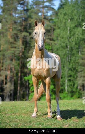 Palomino Akhal Teke züchtet Pferd mit weißem Kopf, der auf dem Feld mit grünen Bäumen steht. Tierporträt. Stockfoto